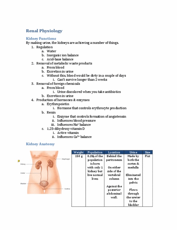 PHGY 210 Lecture Notes - Renal Blood Flow, Renal Pelvis, Afferent Arterioles thumbnail