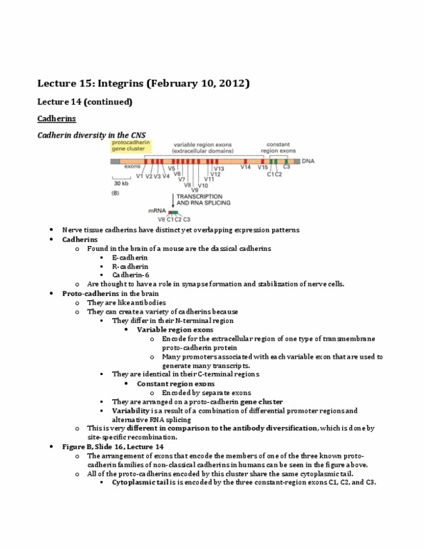 BIOC 212 Lecture Notes - Lecture 15: Protocadherin, Rac1, Cadherin thumbnail