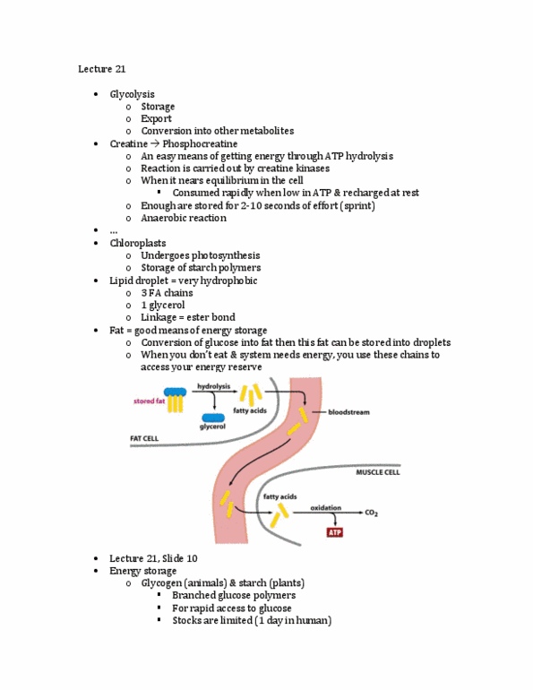 BIOC 212 Lecture Notes - Atp Hydrolysis, Garland Science, Phosphocreatine thumbnail