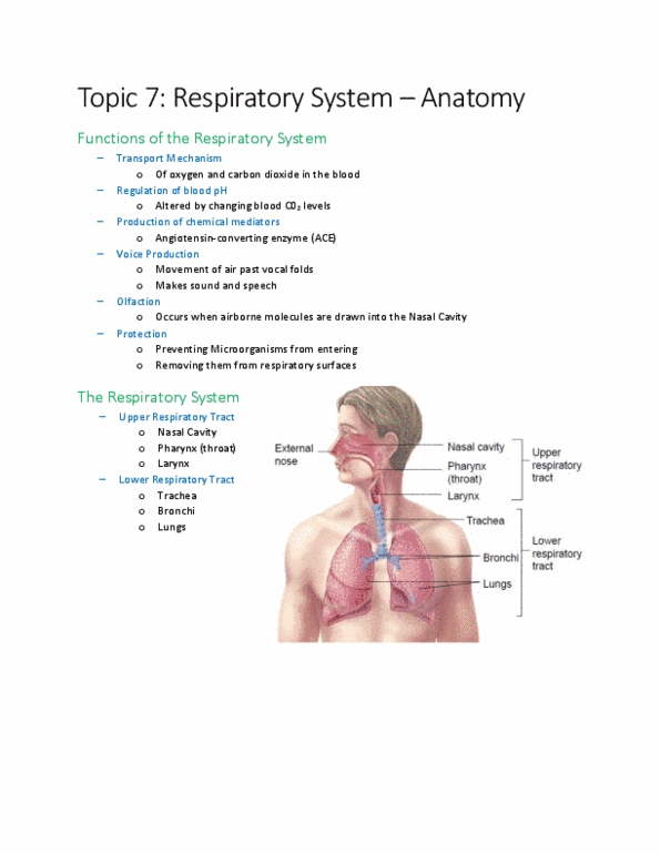 KINESIOL 1AA3 Lecture Notes - Lecture 7: Cough Reflex, Hyaline, Anatomical Terms Of Motion thumbnail