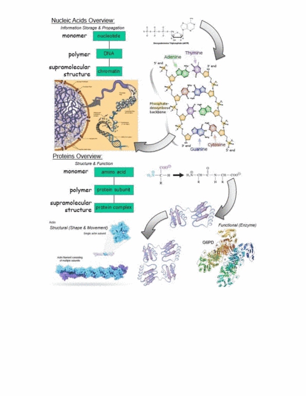 BCH 2333 Lecture Notes - Lecture 3: Choline, Ribose, Protein Subunit thumbnail