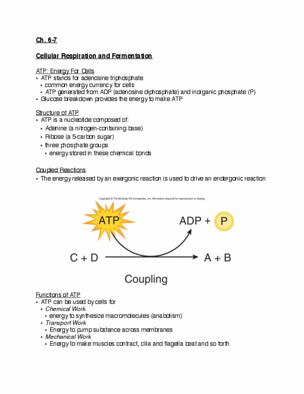 BISC207 Lecture Notes - Lecture 10: Anabolism, Chlorine, Covalent Bond thumbnail