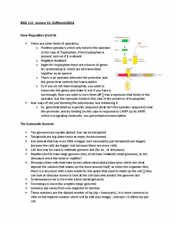 BIOL 112 Lecture Notes - Lecture 21: Cell Cycle Checkpoint, Reverse Transcriptase, Transposable Element thumbnail