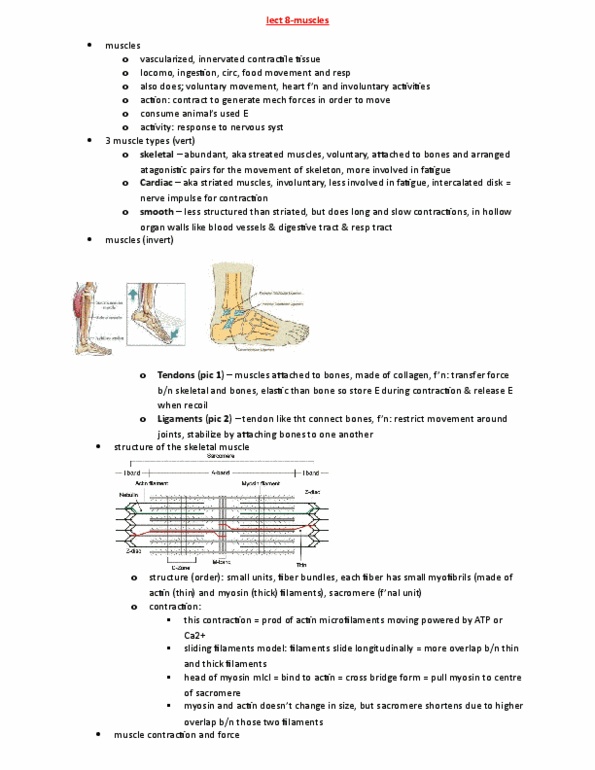 BIOL 2001 Lecture Notes - Lecture 8: Teres Major Muscle, Glycolysis, Myoglobin thumbnail