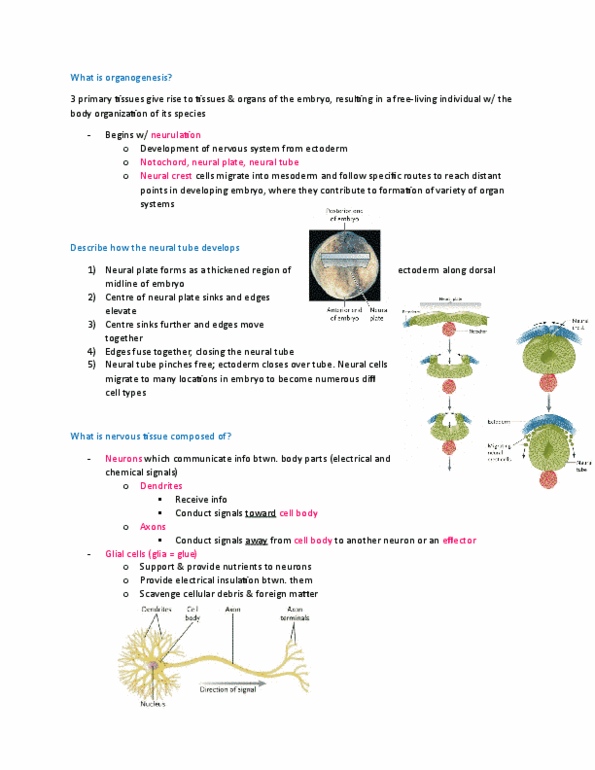BIOA02H3 Lecture Notes - Lecture 15: Endoderm, Cell Membrane, Chemical Synapse thumbnail