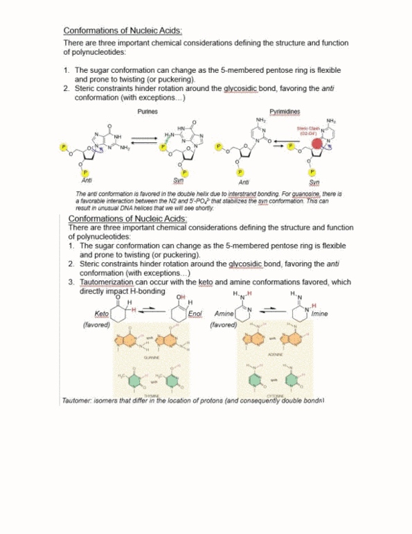 BCH 2333 Lecture Notes - Lecture 12: Glycosidic Bond, Pentose, Tautomer thumbnail