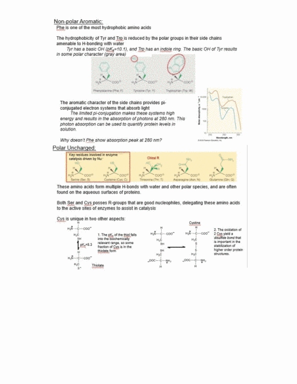 BCH 2333 Lecture Notes - Lecture 14: Disulfide, Glutamic Acid, Asparagine thumbnail