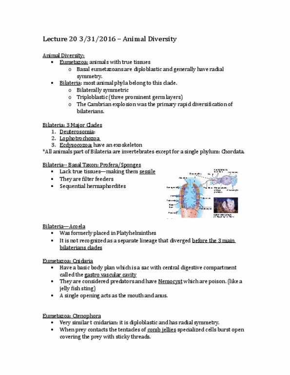 BISC 120Lg Lecture Notes - Lecture 17: Gastrovascular Cavity, Ctenophora, Gastrointestinal Tract thumbnail