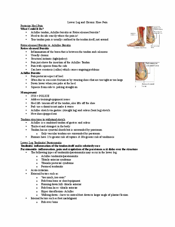 Kinesiology 2236A/B Lecture Notes - Lecture 16: 2Degrees, Tendinosis, Subtalar Joint thumbnail