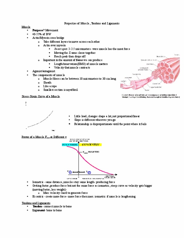 Kinesiology 2241A/B Lecture Notes - Lecture 12: Actin, Ligamenta Flava, Myofibril thumbnail