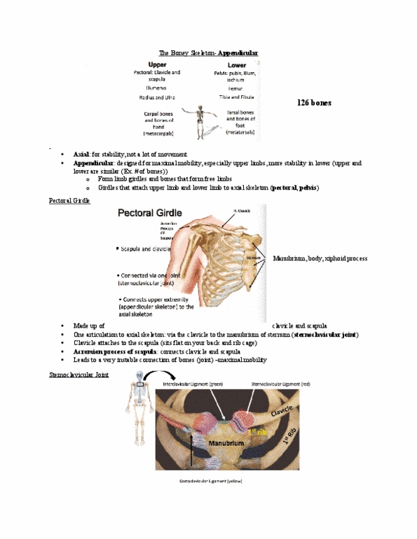 Kinesiology 2222A/B Lecture Notes - Lecture 4: Supinator Muscle, Metatarsal Bones, Triquetral Bone thumbnail