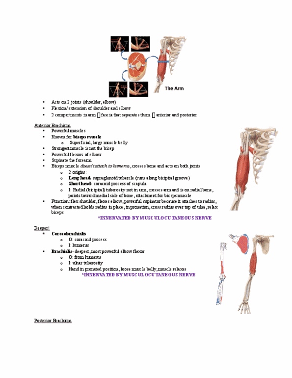 Kinesiology 2222A/B Lecture Notes - Lecture 4: Extensor Digitorum Muscle, Hypothenar Eminence, Radial Nerve thumbnail