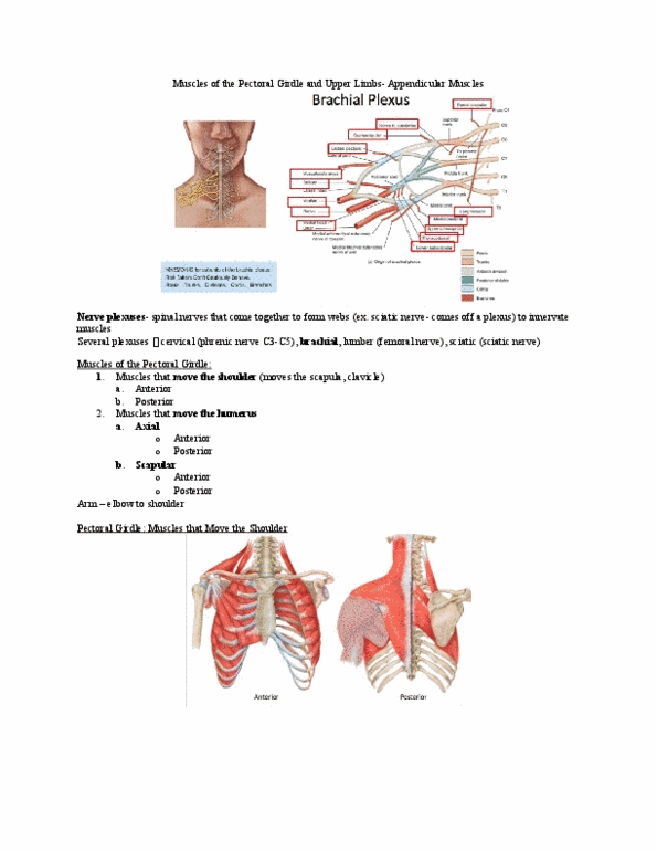 Kinesiology 2222A/B Lecture Notes - Lecture 3: Rhomboid Muscles, Trapezius Muscle, Deltoid Tuberosity thumbnail
