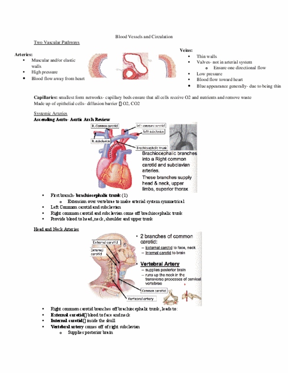 Kinesiology 2222A/B Lecture Notes - Lecture 7: Femoral Vein, Duodenum, Capillary thumbnail