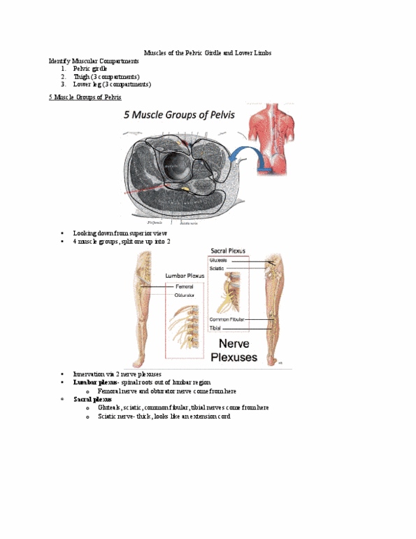 Kinesiology 2222A/B Lecture Notes - Lecture 5: Common Peroneal Nerve, Plantar Fascia, Obturator Nerve thumbnail