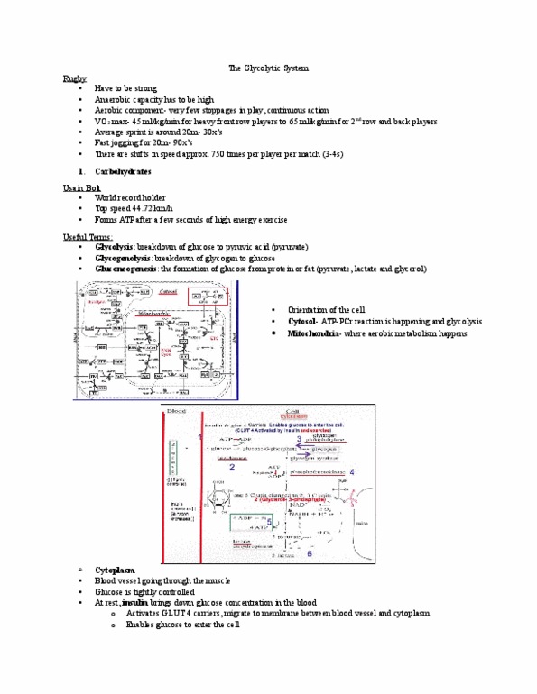 Kinesiology 2230A/B Lecture Notes - Lecture 4: Malate Dehydrogenase, Molecular Mass, Glut4 thumbnail