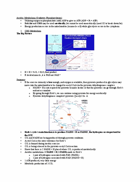 Kinesiology 2230A/B Lecture Notes - Lecture 5: Oxidative Phosphorylation, Phosphorylation, Potential Energy thumbnail