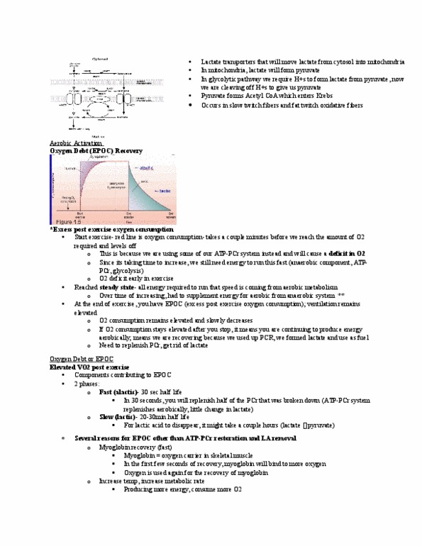 Kinesiology 2230A/B Lecture Notes - Lecture 10: Anaerobic Respiration, Cellular Respiration, Skeletal Muscle thumbnail