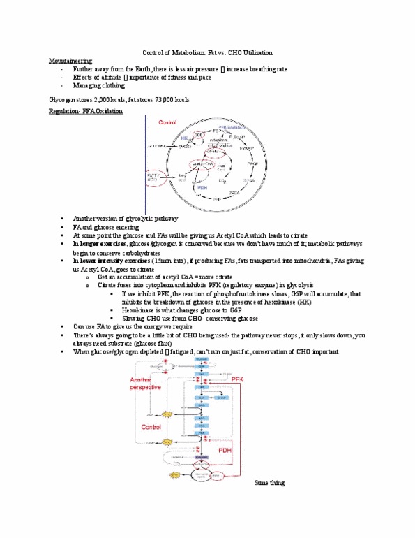 Kinesiology 2230A/B Lecture Notes - Lecture 7: Glycogen, Acetyl-Coa, Catecholamine thumbnail