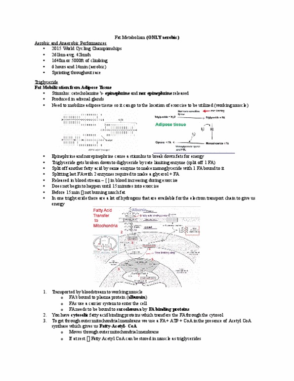 Kinesiology 2230A/B Lecture Notes - Lecture 6: Cytosol, Carbonyl Group, Catecholamine thumbnail