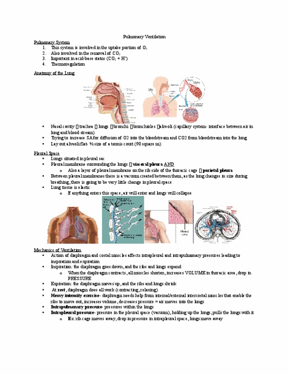 Kinesiology 2230A/B Lecture Notes - Lecture 1: Partial Pressure, Mass Diffusivity, Bronchiole thumbnail
