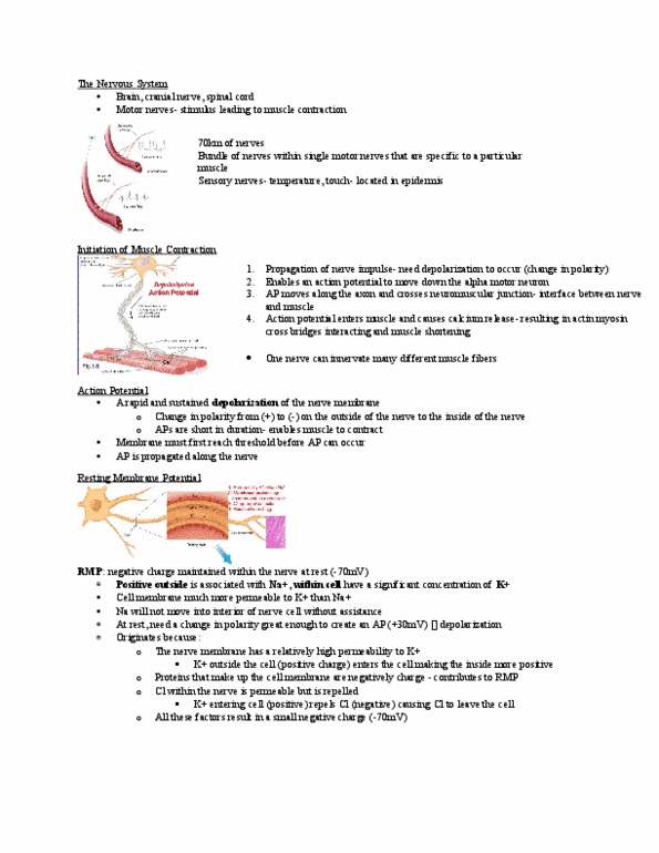Kinesiology 2230A/B Lecture Notes - Lecture 2: Endoplasmic Reticulum, Electrical Synapse, Acetyl Group thumbnail