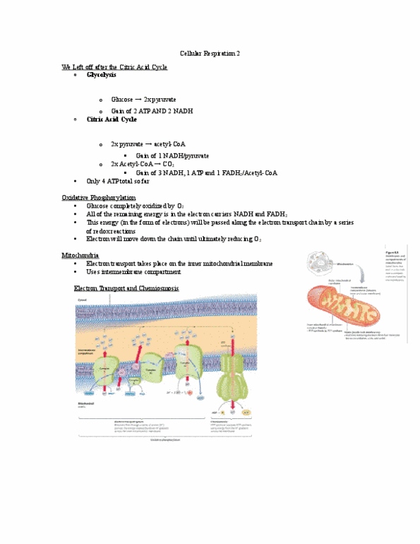 Biology 1202B Lecture Notes - Lecture 9: Coenzyme Q10, Cytochrome C, Oxidative Phosphorylation thumbnail