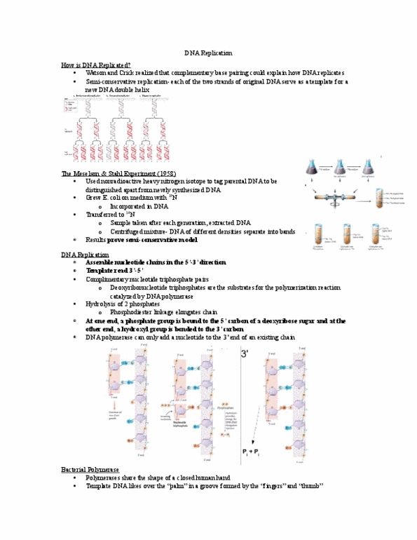 Biology 1202B Lecture Notes - Lecture 11: Telomerase, Deoxyribonuclease, Noncoding Dna thumbnail