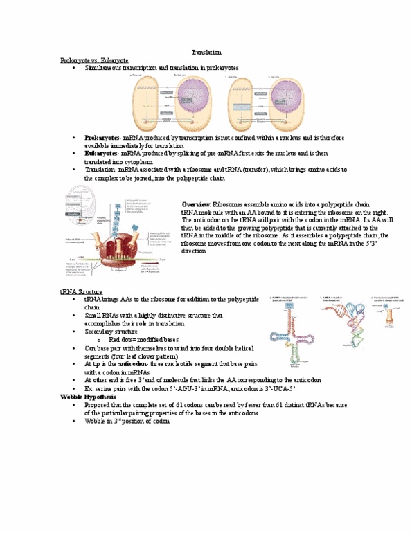 Biology 1202B Lecture Notes - Lecture 13: Chloroplast, Nonsense Mutation, Reading Frame thumbnail