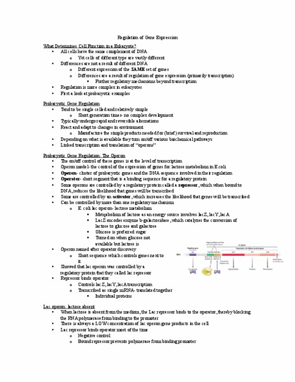 Biology 1202B Lecture Notes - Lecture 14: Galactose, Prokaryote, Tata Box thumbnail
