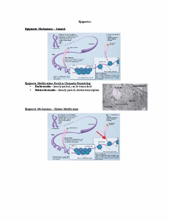 Biology 1202B Lecture Notes - Lecture 15: Epigenome, Barr Body, Chromosome thumbnail