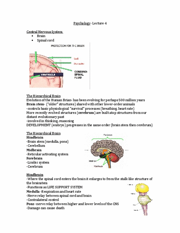 Psychology 1000 Lecture Notes - Lecture 4: Brain Damage, Genetic Marker, Neuroplasticity thumbnail