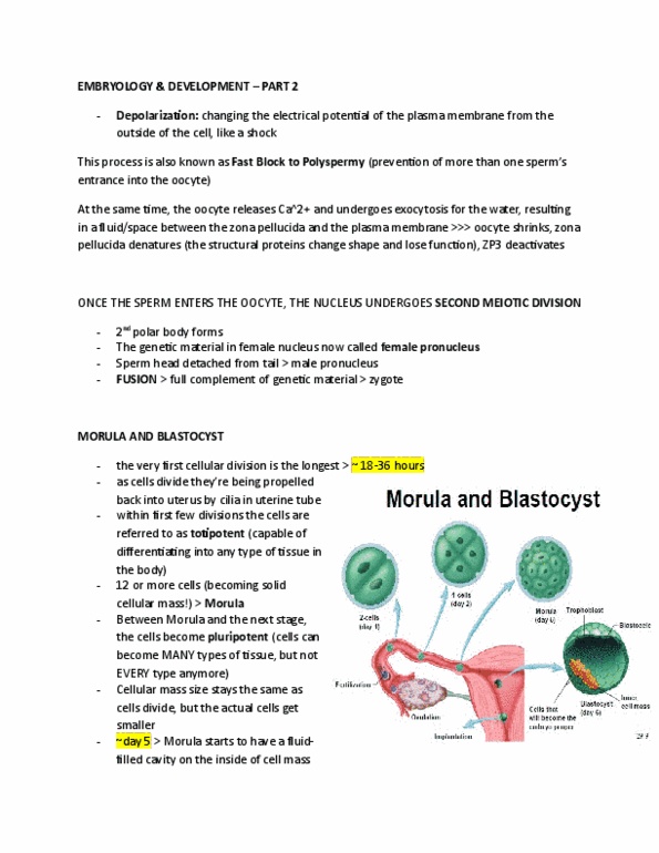 KINESIOL 1Y03 Lecture Notes - Lecture 4: Zp3, Trophoblast, Neural Tube thumbnail