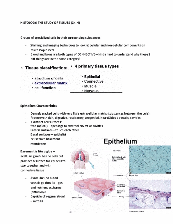 KINESIOL 1Y03 Lecture Notes - Lecture 7: Keratin, Mitosis, Transitional Epithelium thumbnail
