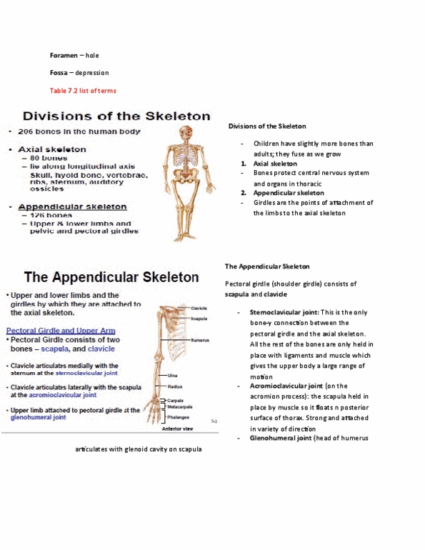 KINESIOL 1Y03 Lecture Notes - Lecture 25: Hinge Joint, Lunate Bone, Pubic Symphysis thumbnail
