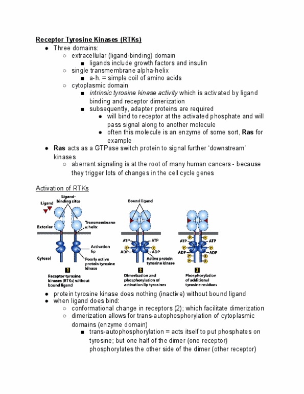 Biology 2382B Lecture Notes - Lecture 9: Erbb4, Gtpase, Epitope thumbnail