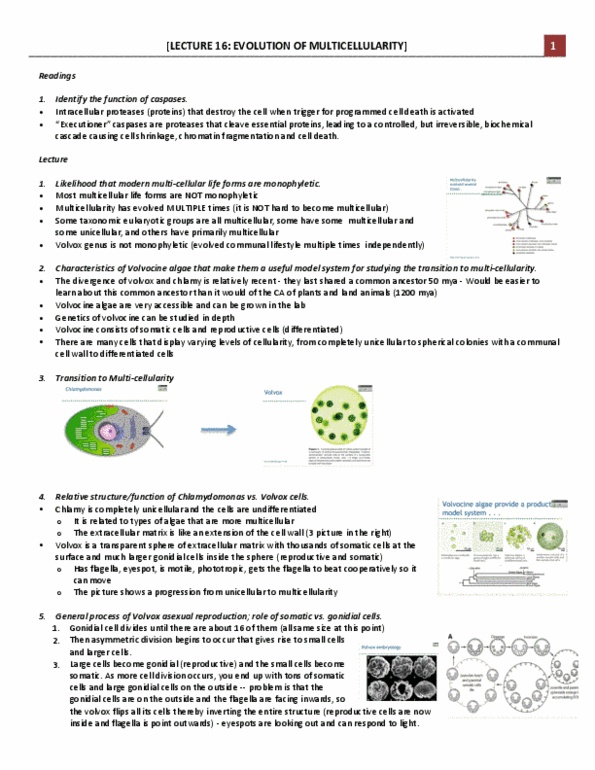 Biology 1002B Lecture Notes - Lecture 2: Somatic Cell, Small Cell, Southern Blot thumbnail