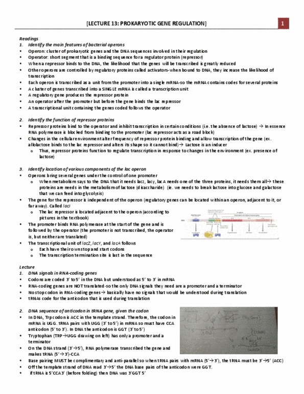 Biology 1002B Lecture Notes - Lecture 8: Transfer Rna, Lac Operon, Disaccharide thumbnail