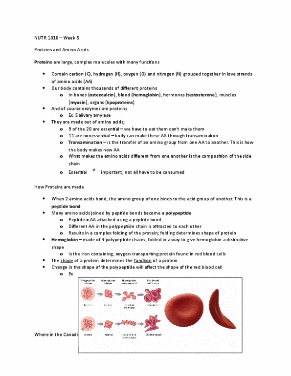 NUTR 1010 Lecture Notes - Lecture 5: Marasmus, Facilitated Diffusion, Coeliac Disease thumbnail