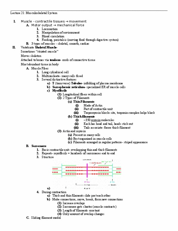 01:119:116 Lecture Notes - Lecture 21: Sarcomere, Multinucleate, Cierva C.4 thumbnail