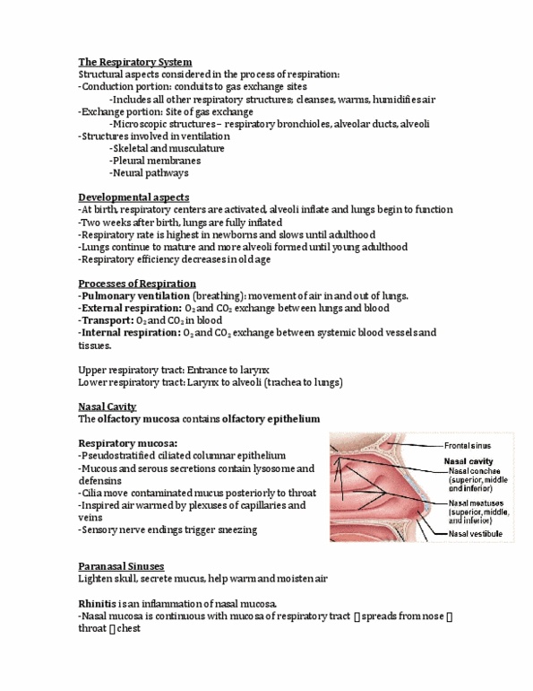 ANP 1105 Lecture Notes - Lecture 15: Reticular Formation, Hypercapnia, Thoracic Cavity thumbnail