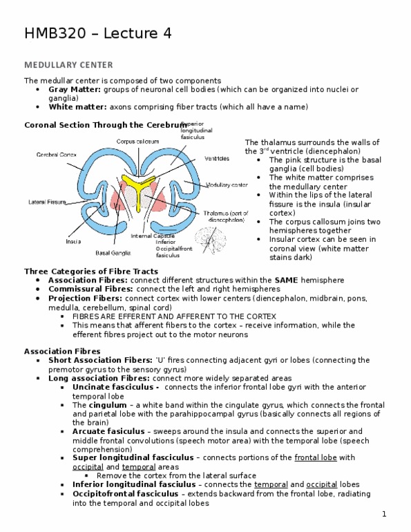 HMB320H1 Lecture Notes - Lecture 4: Ventral Posterior Nucleus, Limbic System, Superior Colliculus thumbnail