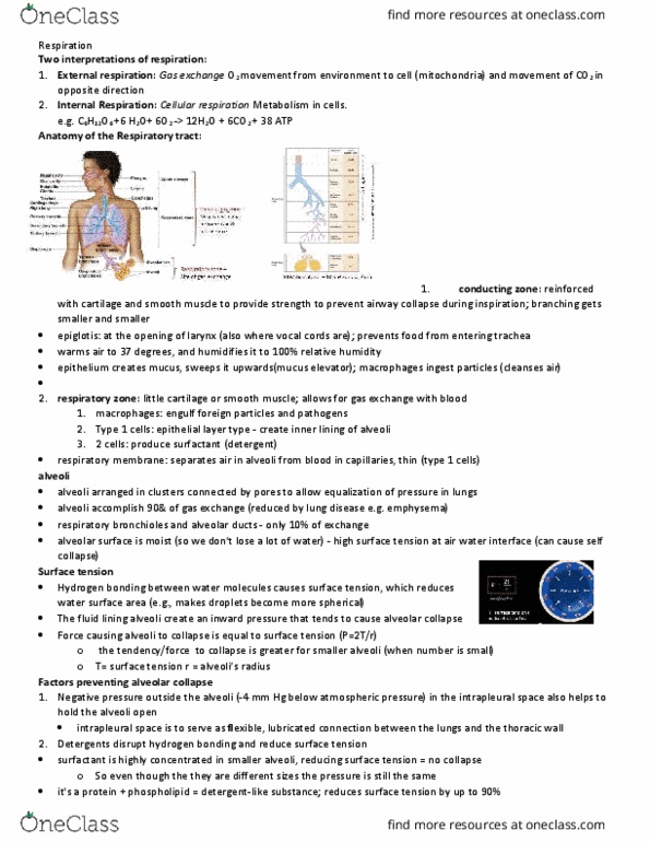 BIOLOGY 2A03 Lecture Notes - Lecture 42: Bronchus, Peptide, Pulmonary Stretch Receptors thumbnail