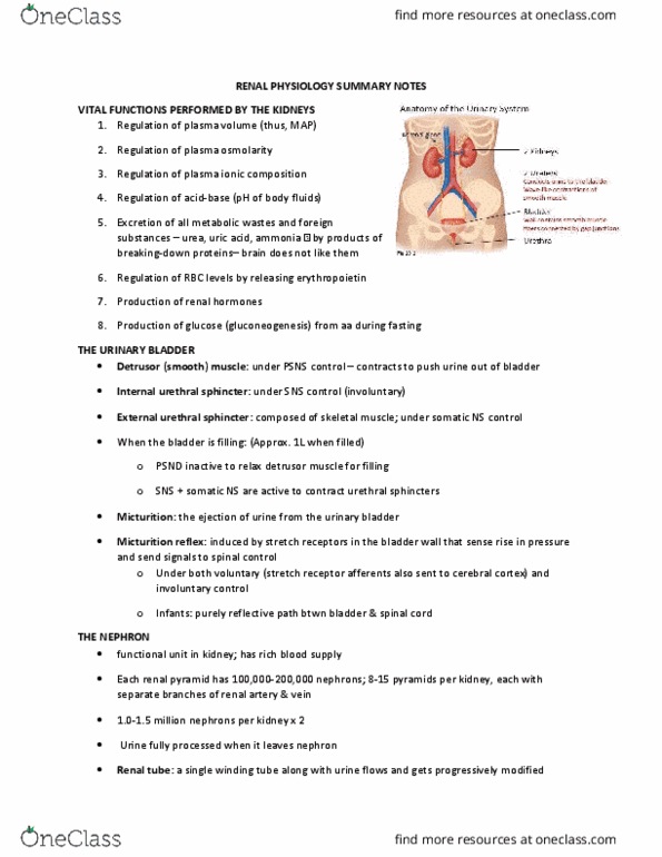 BIOLOGY 2A03 Lecture Notes - Lecture 50: Respiratory Alkalosis, Angiotensin-Converting Enzyme, Vascular Resistance thumbnail