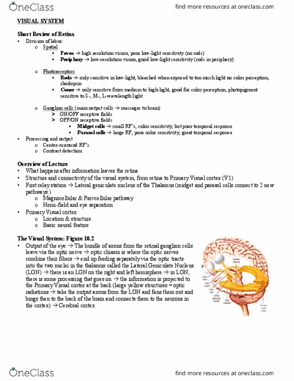 PSYC 212 Lecture Notes - Lecture 1: Craniotomy, David H. Hubel, Retinal Ganglion Cell thumbnail