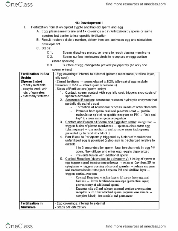 01:119:116 Lecture Notes - Lecture 16: Zona Pellucida, Cortical Reaction, Polyspermy thumbnail