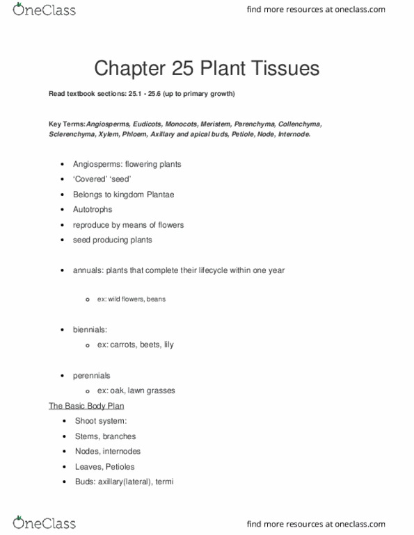 BSC 1005 Lecture Notes - Lecture 27: Dicotyledon, Cotyledon, Root System thumbnail