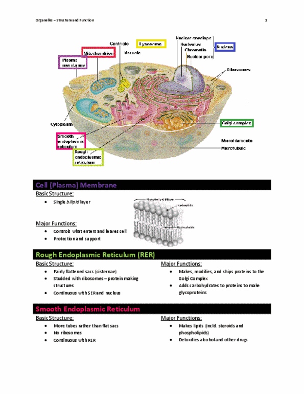 BISC 101 Chapter Notes -Organelle, Phospholipid, Vacuole thumbnail