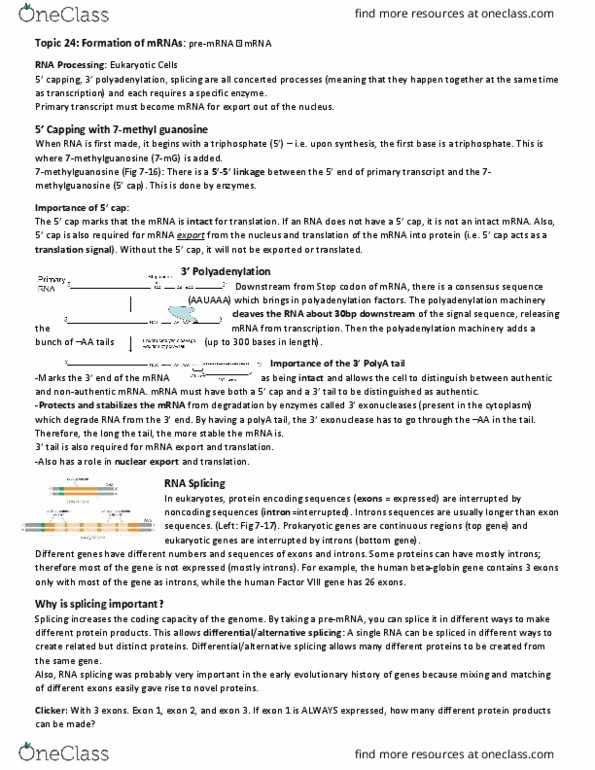 Biochemistry 2280A Lecture Notes - Lecture 24: Protozoa, Chloroplast, Spliceosome thumbnail