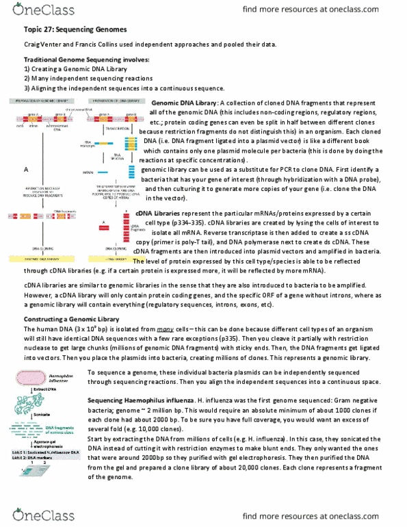 Biochemistry 2280A Lecture Notes - Lecture 27: Southern Blot, Arginine, Consensus Sequence thumbnail